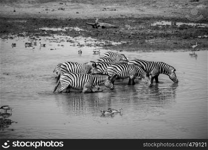 Group of Zebras walking through the water in black and white in the Kruger National Park, South Africa.