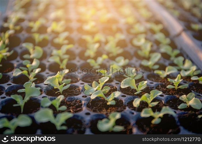 Group organic fresh vegetable seeding are growing from soil on nursery tray, cultivation and produce sapling hydroponic farm, sprout with agriculture for healthy food and business concept.