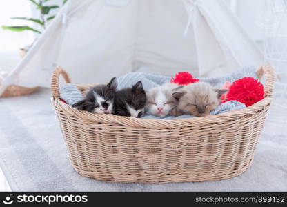 Group persian kittens sleep on basket.