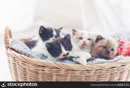 Group persian kittens sleep on basket.