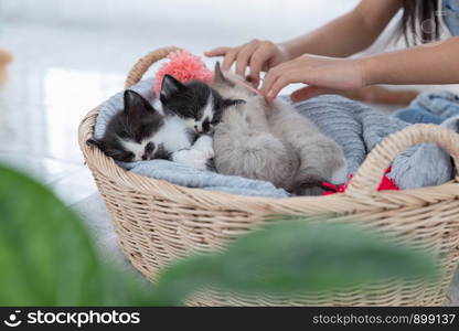 Group persian kittens sleep on basket.