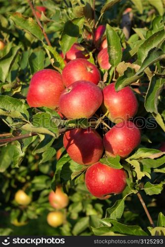 Group red ripe apple on the apple-tree