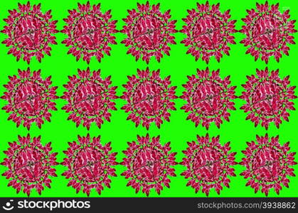 Group Redbird Cactus background on green background&#xA;