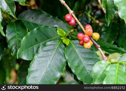 Group row colorful fruits of coffee berry ripening on a tree and drops of water after rain