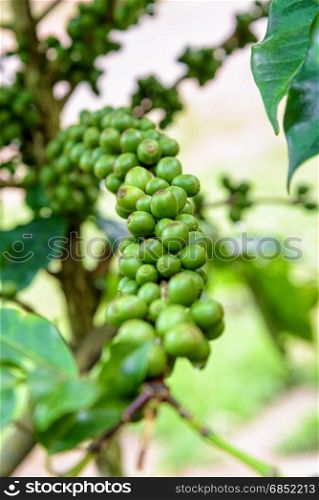 Group row green fruits of coffee berry on a tree and drops of water after rain