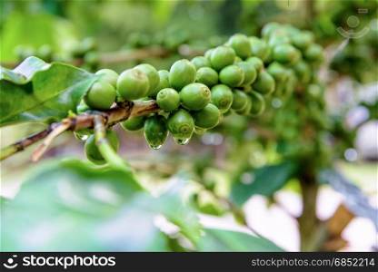 Group row green fruits of coffee berry on a tree and drops of water after rain