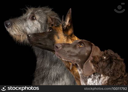 Group side view portrait of dog of different breeds against black background. Group side view portrait of four dogs