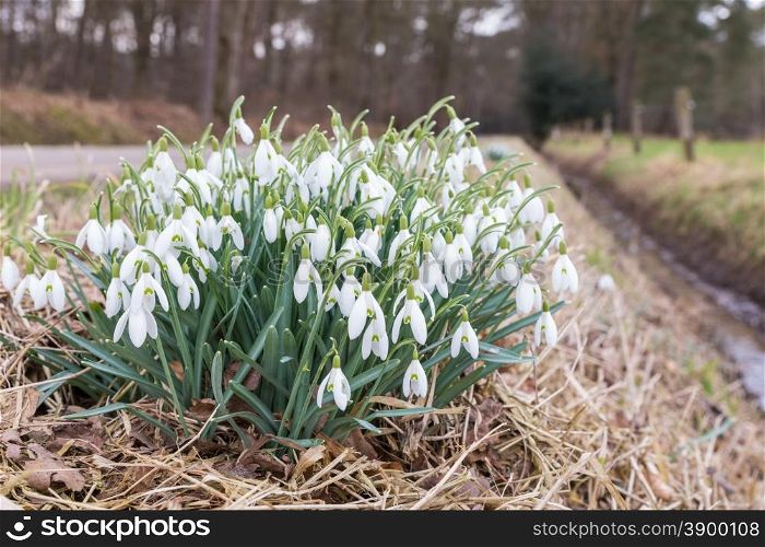 Group snowdrops near ditch in rural nature landscape during spring season