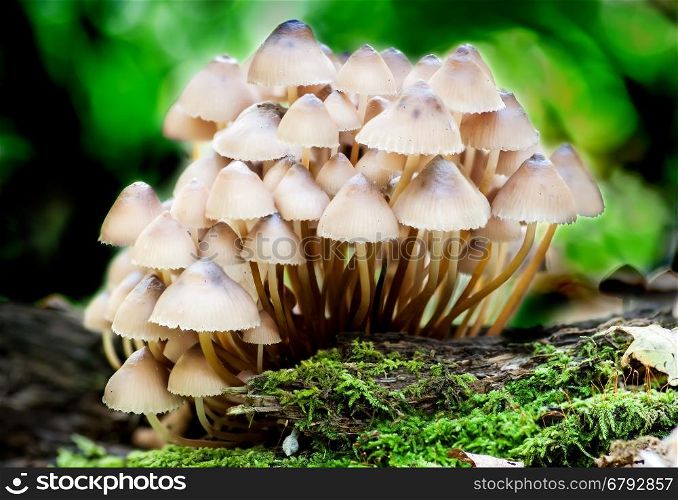 Group toadstools mushrooms on a tree stump with moss and leaves