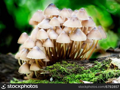 Group toadstools mushrooms on a tree stump with moss and leaves