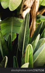 group tropical green leaves