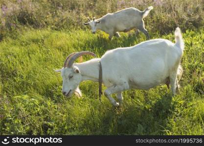 group white goats farm eating