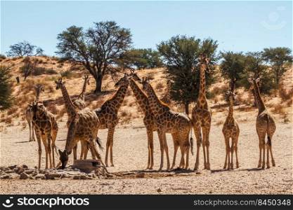 Groupe of 12 Giraffes at waterhole in Kgalagadi transfrontier park, South Africa ; Specie Giraffa camelopardalis family of Giraffidae. Giraffe in Kgalagadi transfrontier park, South Africa