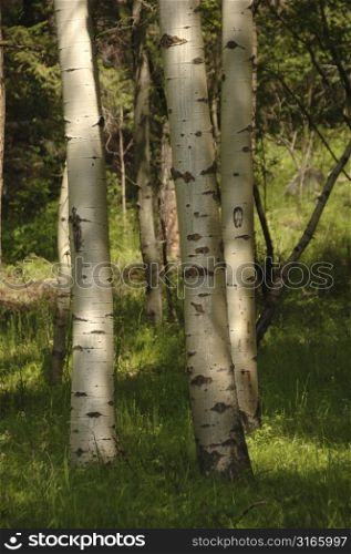 Grouping of tree trunks