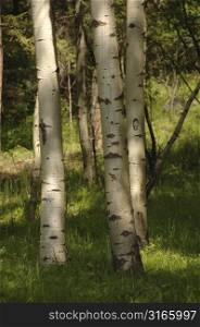 Grouping of tree trunks
