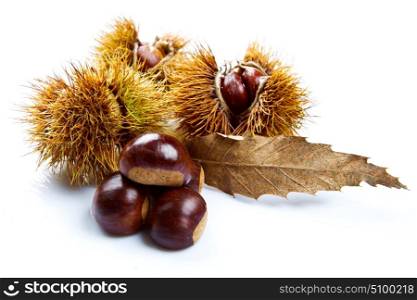 Groups of chestnut nuts on white close up