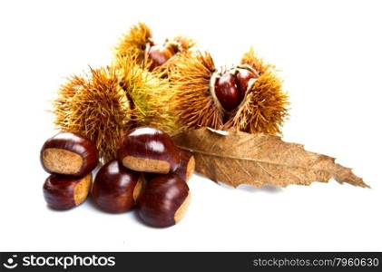Groups of chestnut nuts on white close up