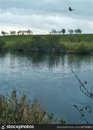 Grouse flies over river in Berwickshire, Scotland
