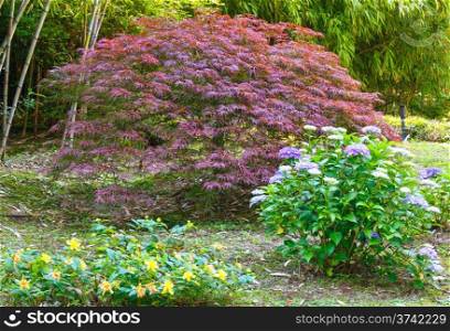 Grove of bamboo tree, pink arbuscle tree and flowers in front