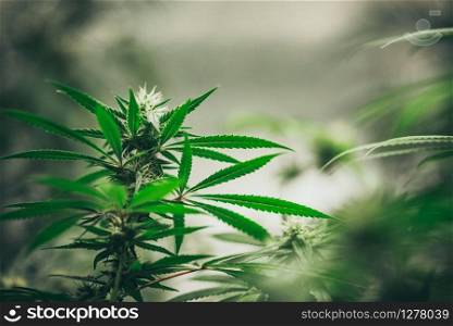 Growing cannabis indoors, hemp cultivation technique. Growing pot in groutent. Vegetative stage of marijuana growth. Medical marijuana. Background of cannabis leaves. A large amount of marijuana.