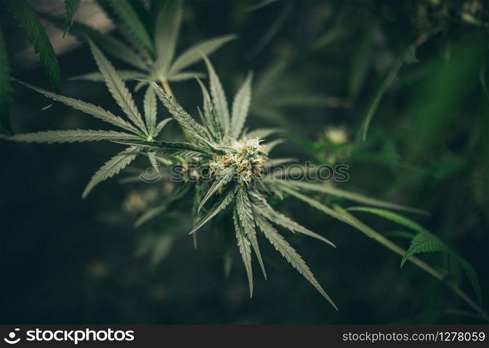 Growing cannabis indoors, hemp cultivation technique. Growing pot in groutent. Vegetative stage of marijuana growth. Medical marijuana. Background of cannabis leaves. A large amount of marijuana.