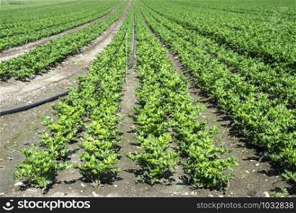 Growing Celery On Plantation. Celery plants in rows. Big celary farm.