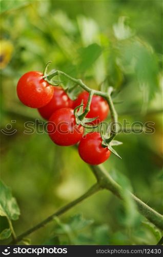 growing cherry tomatoes, shallow deep of field, selective focus
