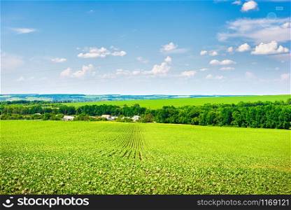Growing crop on a field at sunny summer day