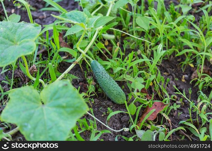 Growing cucumber in the garden