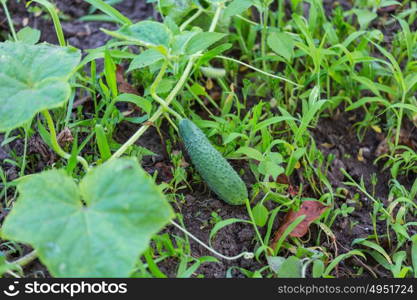 Growing cucumber in the garden