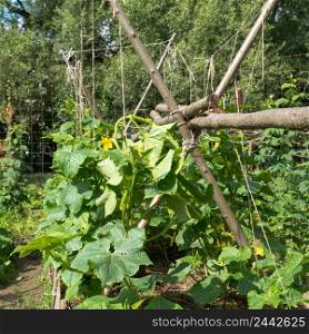 growing cucumbers in a private garden. stems of cucumbers in the garden