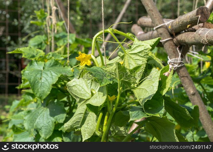 growing cucumbers in a private garden. stems of cucumbers in the garden