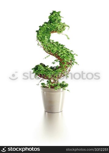 growing dollar tree isolated 3d render