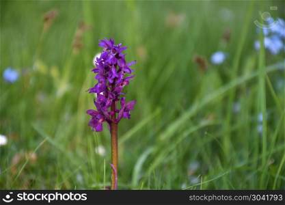 Growing Early Purple Orchid closeup. Beautiful growing Early Purple Orchid closeup with a natural green background and copy space