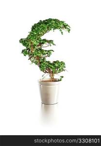 growing euro tree isolated 3d render