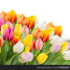 growing fresh spring tulips isolated on white background. growing fresh tulips