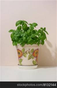 Growing green basil in a ceramic pot on a beige background