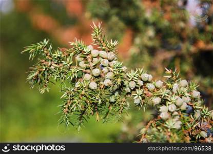 Growing green juniper berries on a sunlit twig