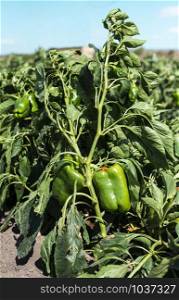 Growing green peppers on the field. Natural growing vegetables in farm.