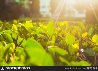 Growing green tea bushes background under sunrise. Plantation of tea bushes