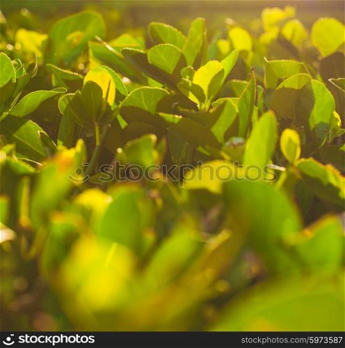 Growing green tea bushes background under sunrise. Plantation of tea bushes