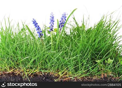 Growing hyacinth flower in green grass
