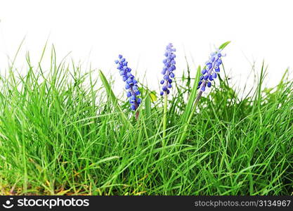 Growing hyacinth flower in green grass