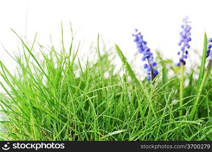 Growing hyacinth flower in green grass