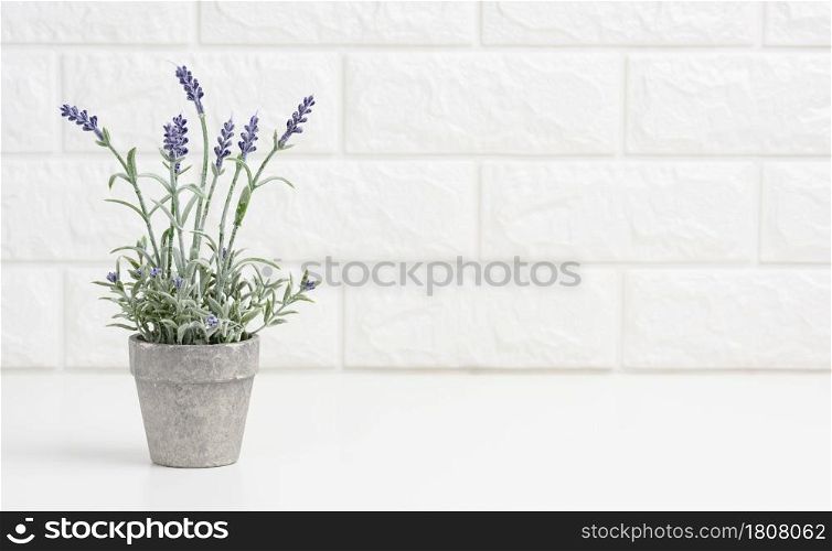 growing lavender in a gray ceramic pot on a white table. White brick wall background, copy space