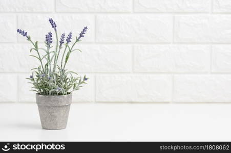 growing lavender in a gray ceramic pot on a white table. White brick wall background, copy space