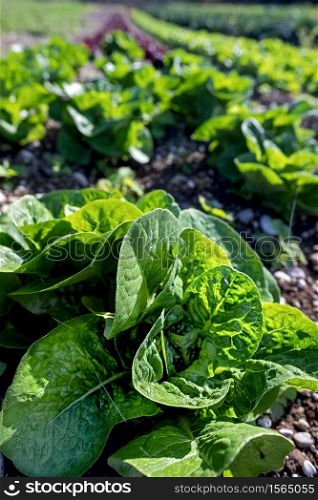 Growing lettuce in large quantities in an agricultural field