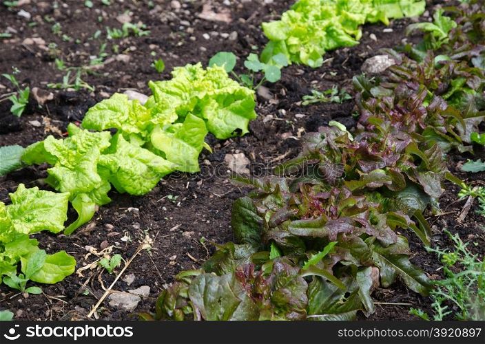 Growing lettuce with water drops in rows