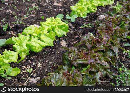 Growing lettuce with water drops in rows