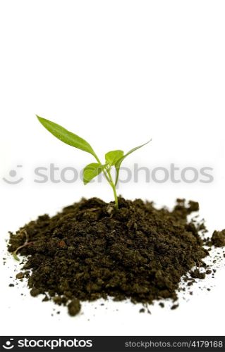 growing new green plant isolated on white background